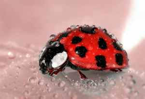 ladybug-beetle-insect-lucky-charm.jpg